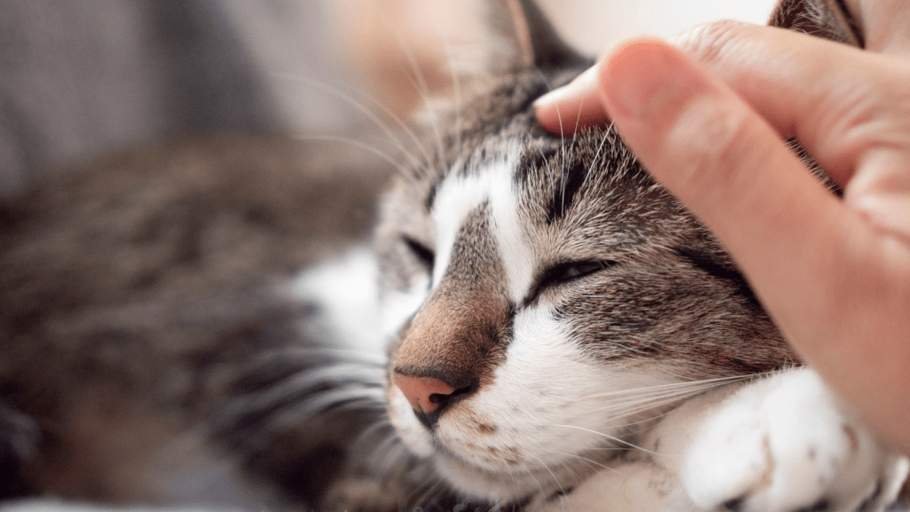 EFT Practitioners for Animals Bring Relief and Hope